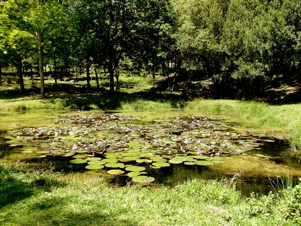 Hyacinthes Dans Lac Monte — Photo