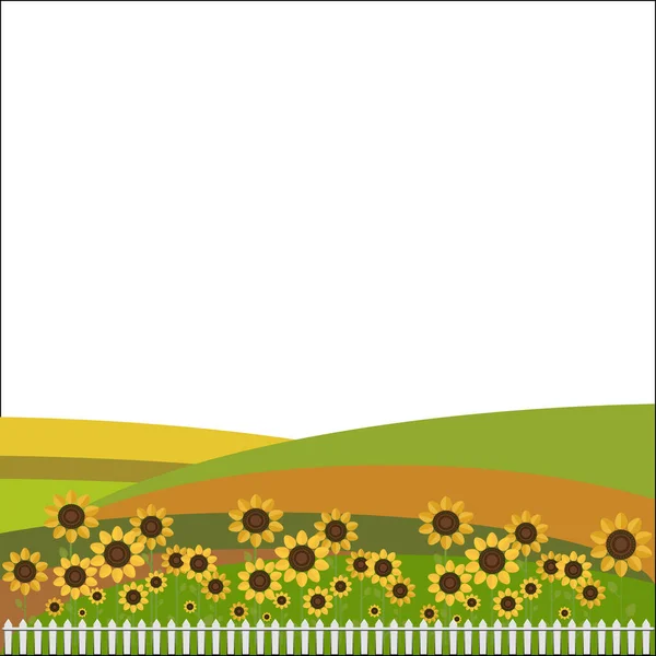 Bunte Felder Mit Sonnenblumen Und Weißem Zaun — Stockvektor