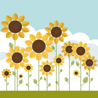 Mavi Gök ve Kabarık Bulutlu Ayçiçeği Tarlaları