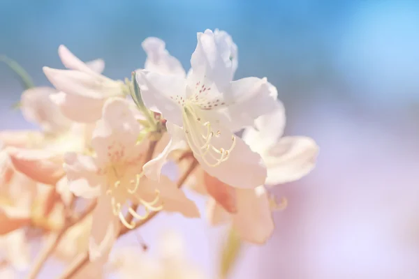 Pembe Rhododendron çiçekleri