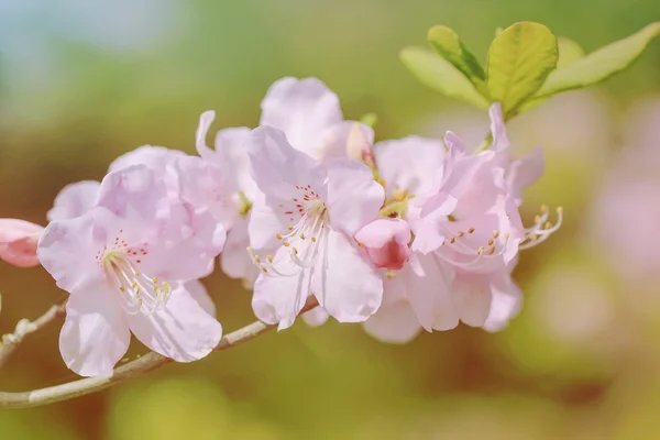 Pembe Rhododendron çiçekleri