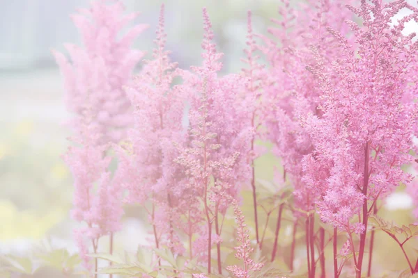 Rozmazané květinové pozadí — Stock fotografie