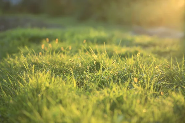 Groen gras in de weide — Stockfoto