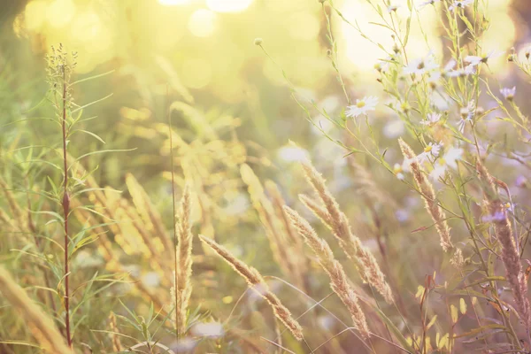 Fond flou de fleurs de prairie au coucher du soleil — Photo