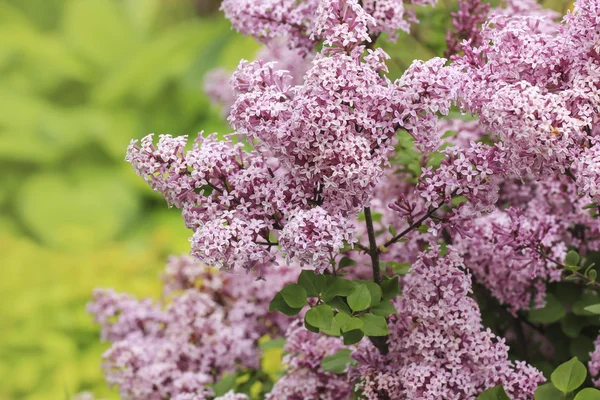 Arbusto lilás em flor. — Fotografia de Stock