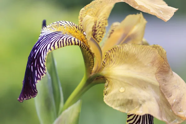 Iris flor closeup — Fotografia de Stock