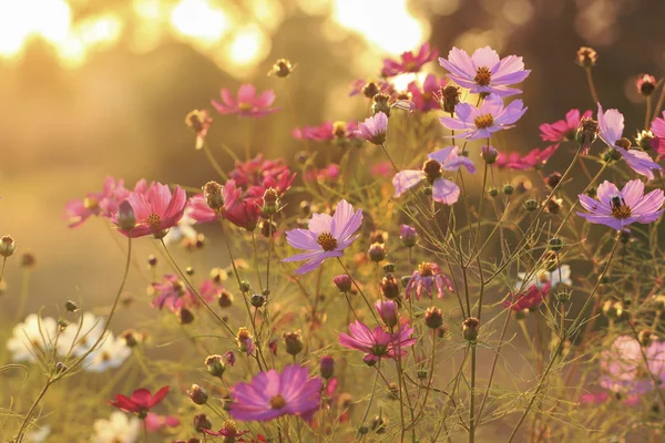 Rosa und violette Kosmos-Blumen — Stockfoto