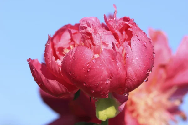 Rózsaszín bazsarózsa virág Polárszűrő — Stock Fotó