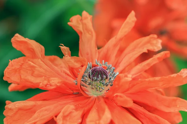 Red poppy closeup — Stock Photo, Image