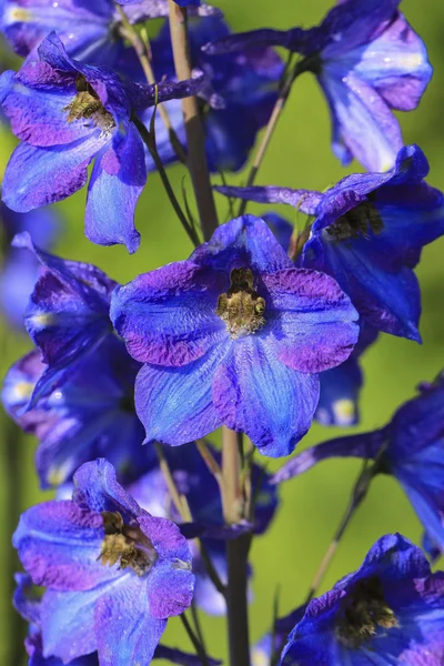 Delphinium kwiaty zbliżenie — Zdjęcie stockowe