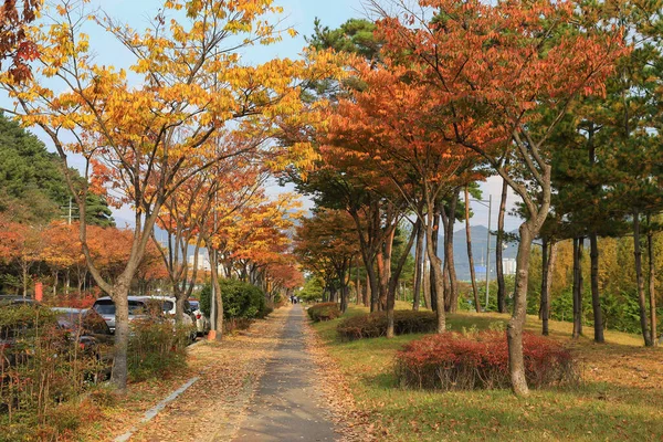 Automne Yangsan Corée Sud — Photo