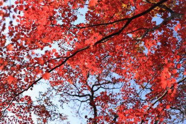 Akçaağaç kırmızı yaprakları