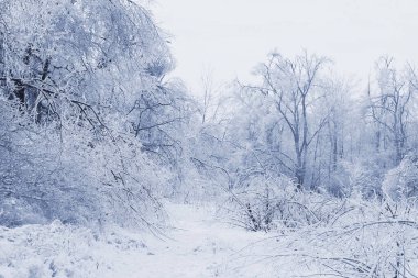 Sisli kış manzarası, buzla kaplı ağaçlar