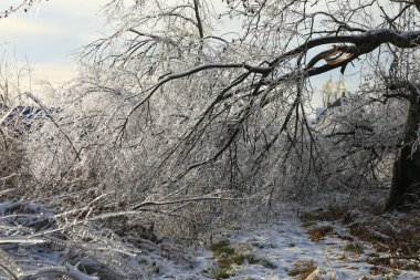 Rusya 'daki Primorsky Krai' de dondurucu yağmurun ardından ağaçlar buzla kaplandı