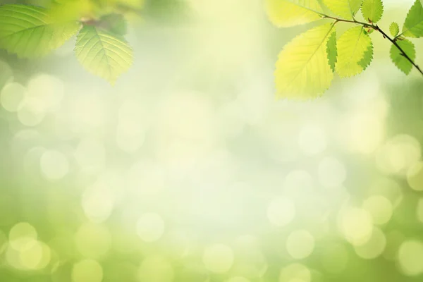 绿叶模糊的抽象春天背景 — 图库照片