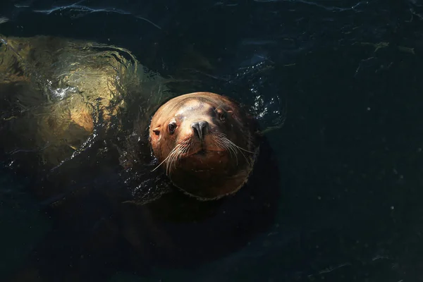 Leão Marinho Baía Avachinsky Kamchatka — Fotografia de Stock