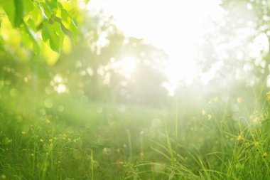 Yeşil yapraklı ve çimenli bahar doğası