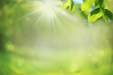 Yeşil yapraklı bulanık bahar arkaplanı