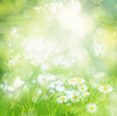 Bulanık bahar ya da yaz arkaplanı