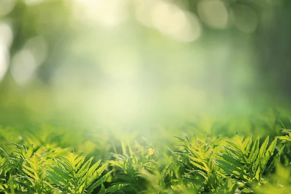 Natuur Achtergrond Met Varens Bladeren — Stockfoto