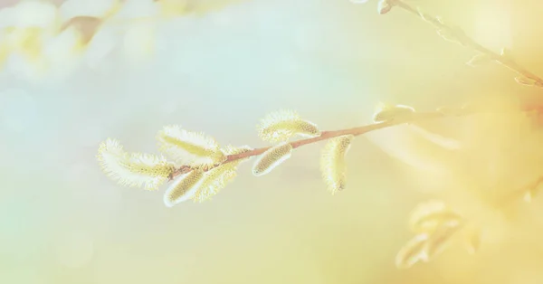 Blooming Pussy Willow Sunlight Banner — Stock fotografie