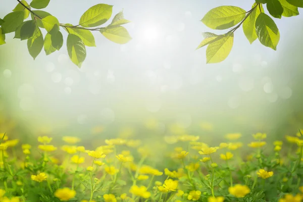 Jarní Nebo Letní Příroda Pozadí Rámeček Zelených Listů Luční Květiny — Stock fotografie