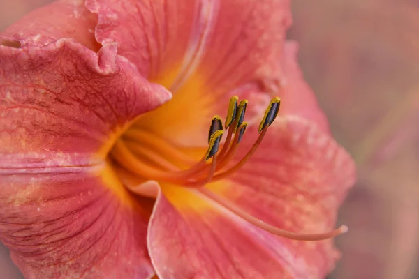 Lily flor primer plano — Foto de Stock