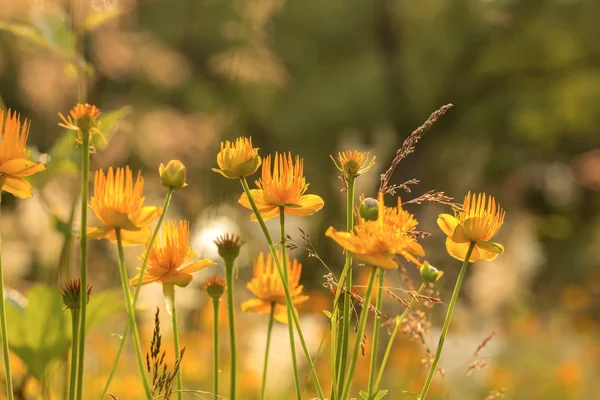 Çayır çiçek/Trollius chinensis