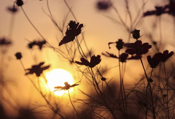 Pozadí květin při západu slunce — Stock fotografie