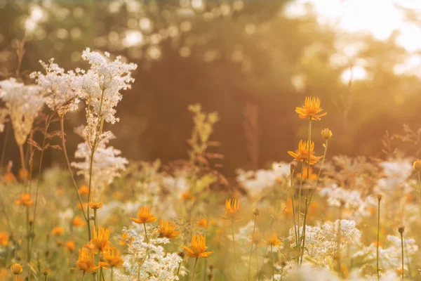 日落时的夏日草地, 柔和的光线 — 图库照片