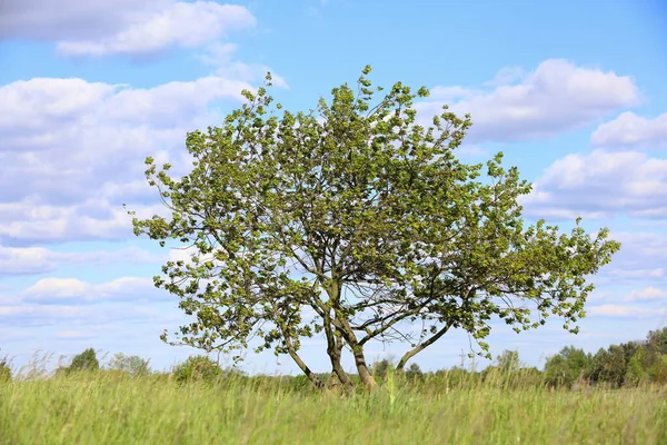 Osamělý Strom Louce — Stock fotografie