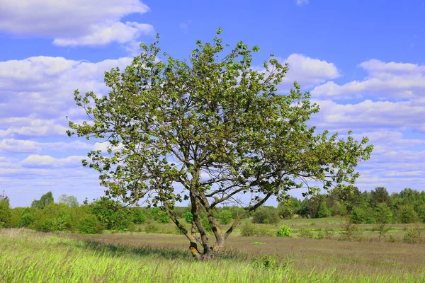 Samotne Drzewo Łące — Zdjęcie stockowe