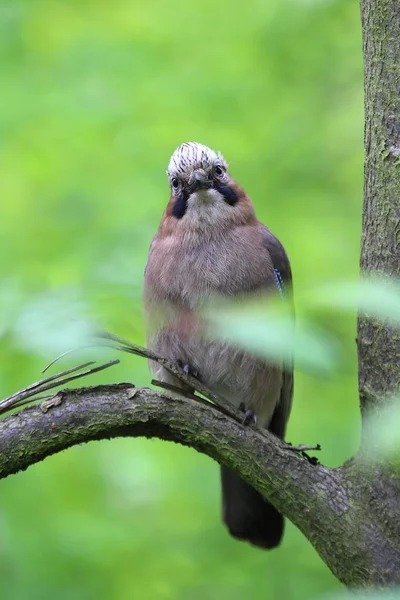 jay bird sits on a branch and looks into the lens, poland