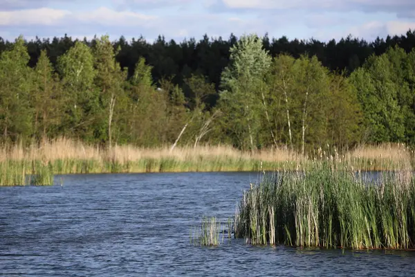 Sjö Polen Skog Och Vatten — Stockfoto