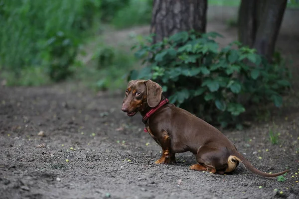 Reinrassiger Dackelhund Blickt Charmant Die Kamera — Stockfoto
