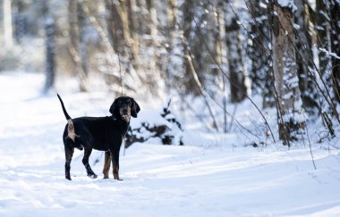 Ormandaki karda safkan köpek, kardaki köpek