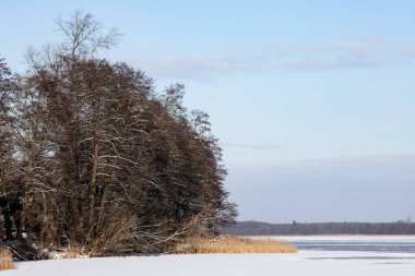 Karla kaplı bir nehrin üzerindeki ağaçlar