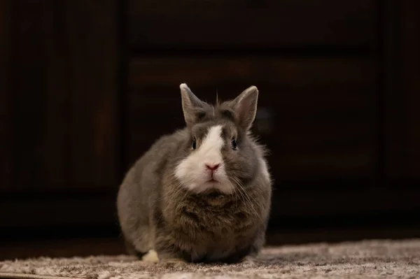 Rabbit Black Background — Stock Photo, Image