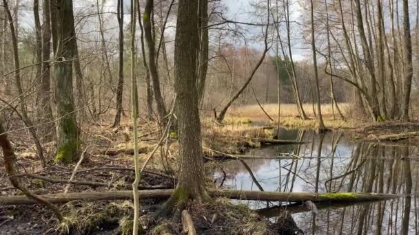 Backwaters Hutan Sungai Habitat Berang Berang Hutan Liar Tua — Stok Video