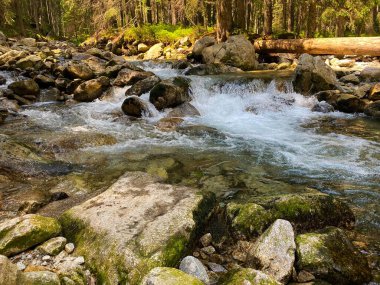 Polonya Tatras dağ dere