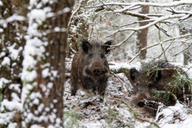 Ormanda yaban domuzu