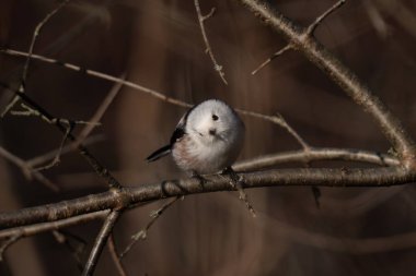 Long-tailed Tit - Aegithalos caudatus, perched on a branch