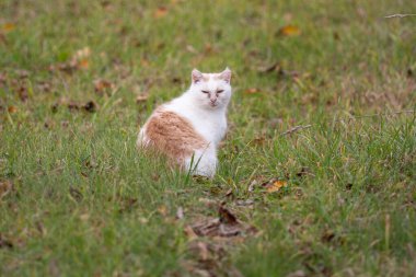 Yeşil çimlerin üzerinde beyaz bir kedi