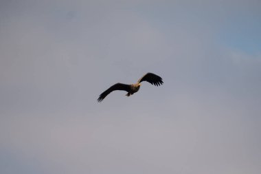 Mavi arka planda uçan beyaz kuyruklu kartal.