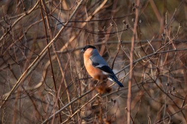 Ağaç dalında küçük bir ispinoz.
