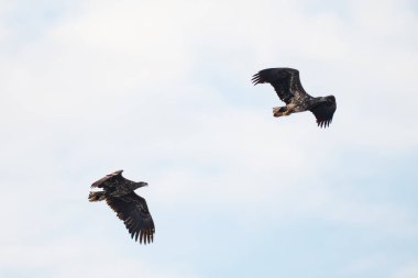 Bulutlu mavi gökyüzü arka planıyla uçan kartal, beyaz kuyruklu kartal