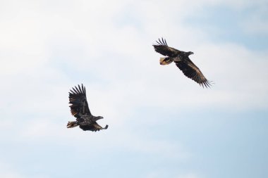 Bulutlu mavi gökyüzü arka planıyla uçan kartal, beyaz kuyruklu kartal