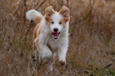 Doğada oynayan çoban köpeği yavrusu, şirin bir köpeğin portresi.