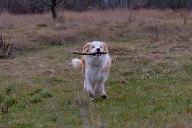 Köpek çayırda bir çubukta oynuyor, border collie