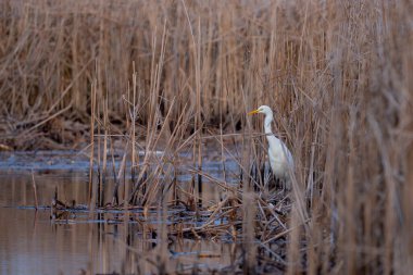 Vahşi doğada büyük bir balıkçıl